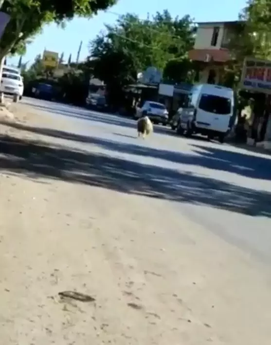Antalya'da firari dana araç trafiğinde ilerledi