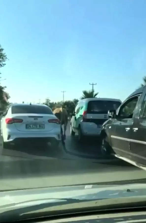 Antalya'da firari dana araç trafiğinde ilerledi