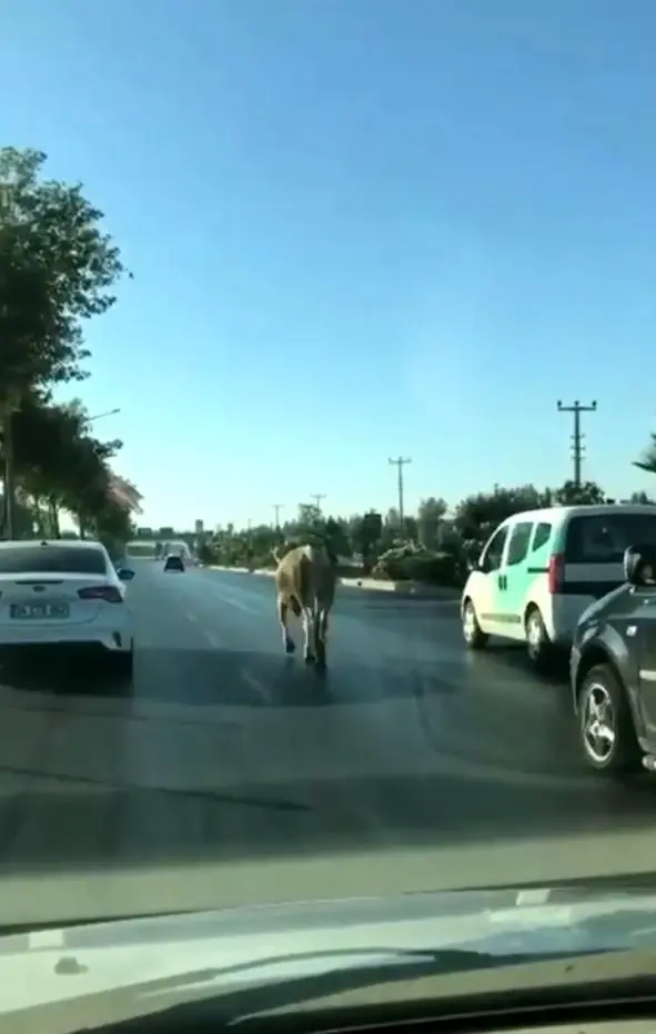 Antalya'da firari dana araç trafiğinde ilerledi