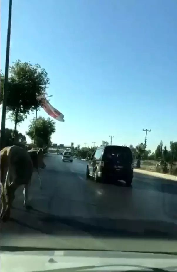 Antalya'da firari dana araç trafiğinde ilerledi