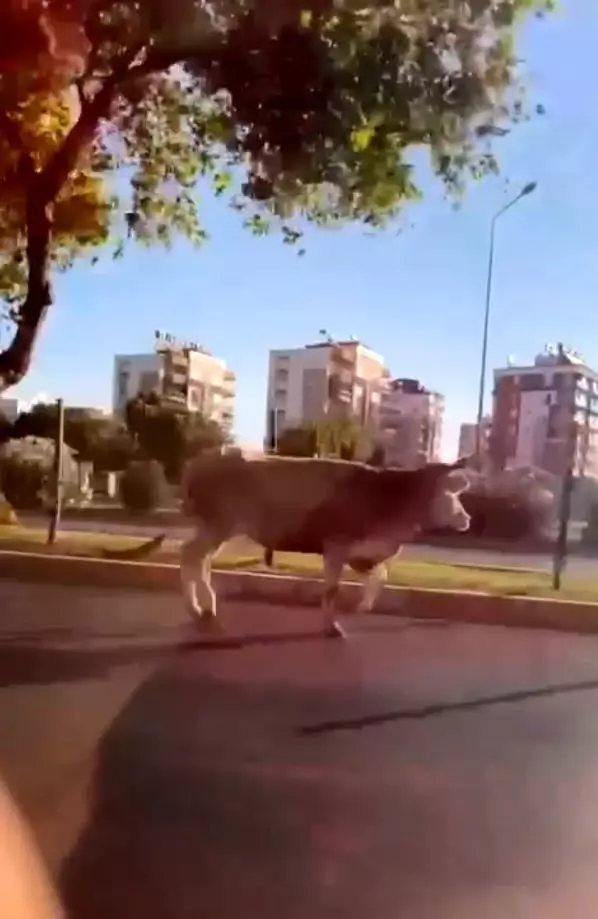 Antalya'da firari dana araç trafiğinde ilerledi