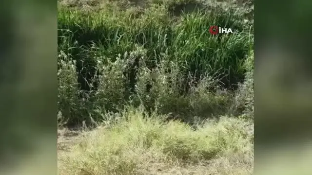 Başkent'te sazlıklara saklanan boğa kurtulamadı Başkent'te sazlıklara saklanan boğa kurtulamadı