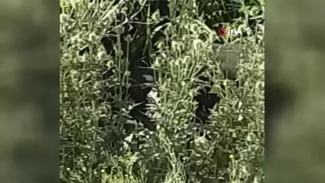 Başkent'te sazlıklara saklanan boğa kurtulamadı