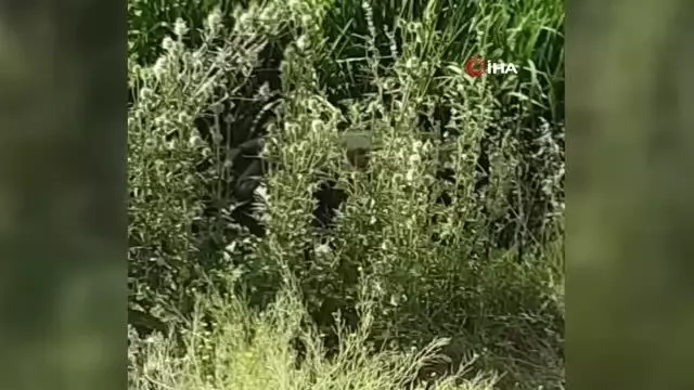 Başkent'te sazlıklara saklanan boğa kurtulamadı