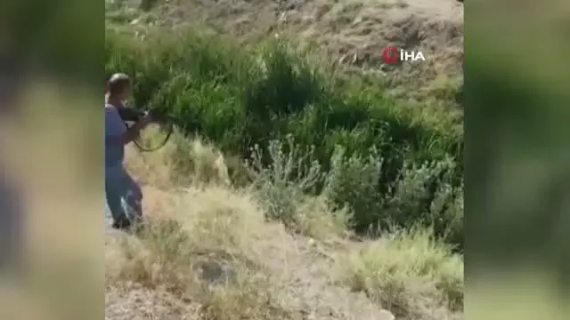 Başkent'te sazlıklara saklanan boğa kurtulamadı