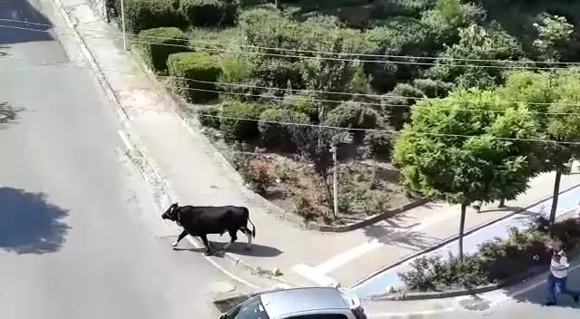 Kurbanlık dana kaçtı, onlar kovaladı