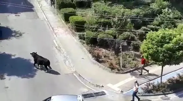 Kurbanlık dana kaçtı, onlar kovaladı