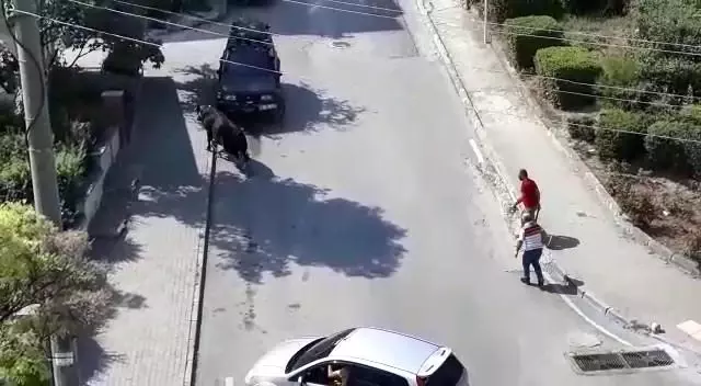 Kurbanlık dana kaçtı, onlar kovaladı