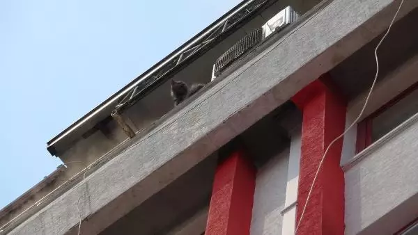 Son dakika haberi... YANGINDA MAHSUR KALAN KEDİLER İTFAİYE EKİPLERİNCE KURTARILDI
