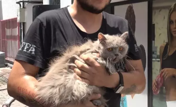 Son dakika haberi... YANGINDA MAHSUR KALAN KEDİLER İTFAİYE EKİPLERİNCE KURTARILDI