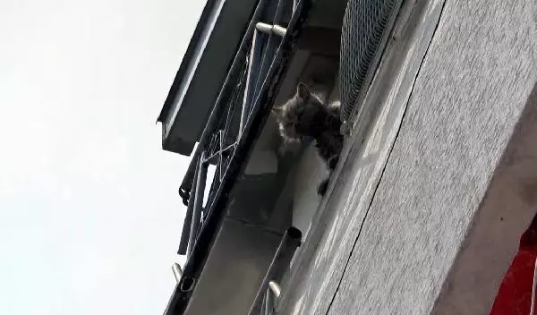 Son dakika haberi... YANGINDA MAHSUR KALAN KEDİLER İTFAİYE EKİPLERİNCE KURTARILDI