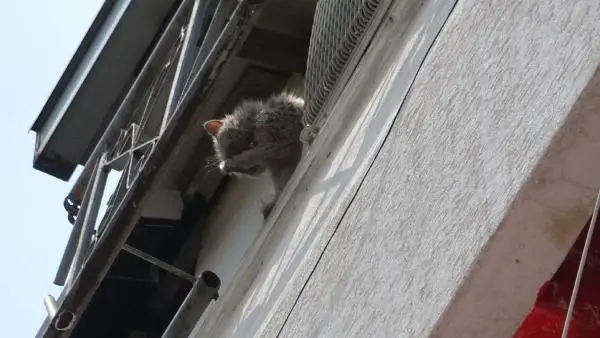 Son dakika haberi... YANGINDA MAHSUR KALAN KEDİLER İTFAİYE EKİPLERİNCE KURTARILDI