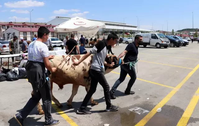 Hayvan pazarlarında bayramın ilk gününde de hareketlilik yaşanıyor