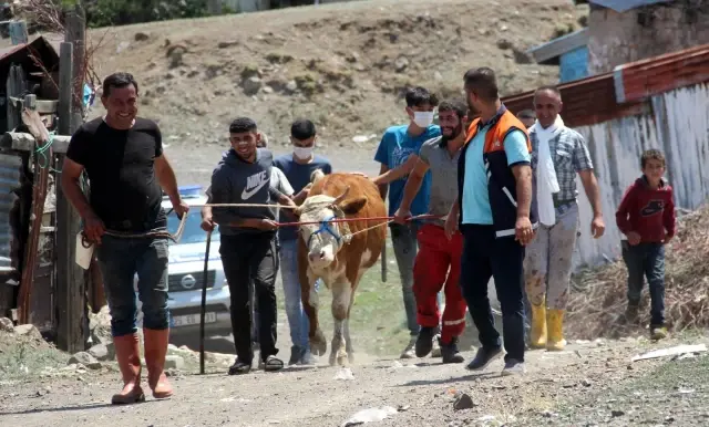 Kaçan kurbanlıklar ortalığı birbirine kattı