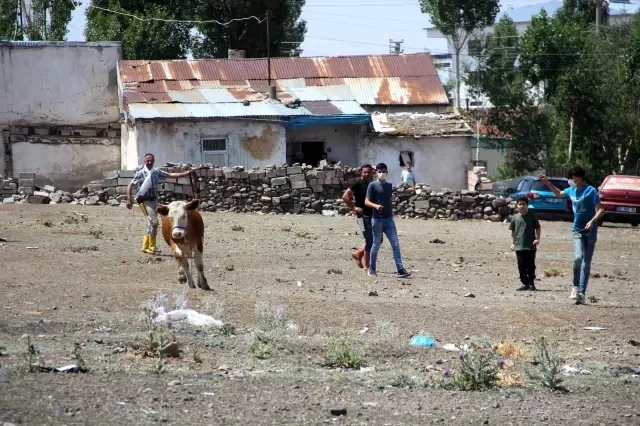 Kaçan kurbanlıklar ortalığı birbirine kattı