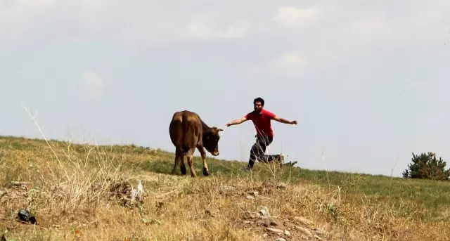 Kaçan kurbanlıklar ortalığı birbirine kattı