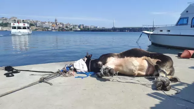 Haliç'te suya düşen büyükbaş kurbanlığı deniz polisi kurtardı Haliç'te suya düşen büyükbaş kurbanlığı deniz polisi kurtardı
