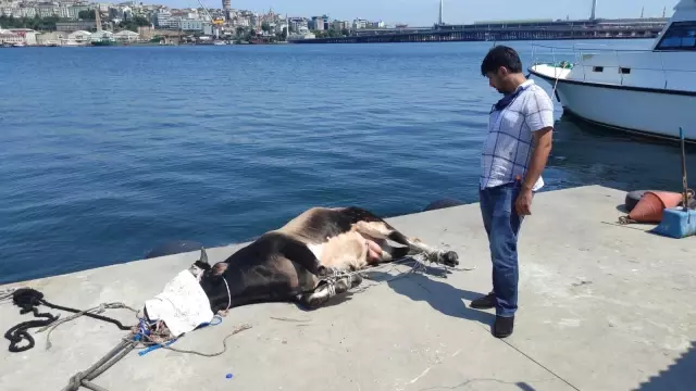 Haliç'te suya düşen büyükbaş kurbanlığı deniz polisi kurtardı