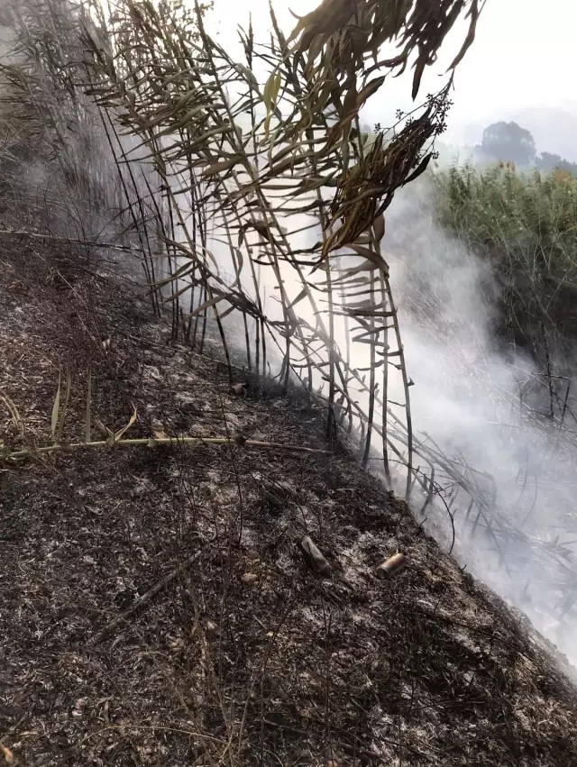 Hatay'da sazlık alandaki yangın kontrol altına alındı