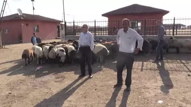 Hayvan pazarlarında bayramın ilk gününde de hareketlilik yaşanıyor Hayvan pazarlarında bayramın ilk gününde de hareketlilik yaşanıyor