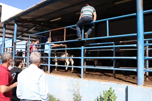 Kurban Bayramı kutlanıyor Kurban Bayramı kutlanıyor