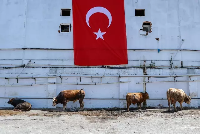 Kurban pazarları ve kesimhanelerdeki yoğunluk sürüyor