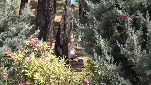 İzmir'de kurbanlıklar sokakta kesildi