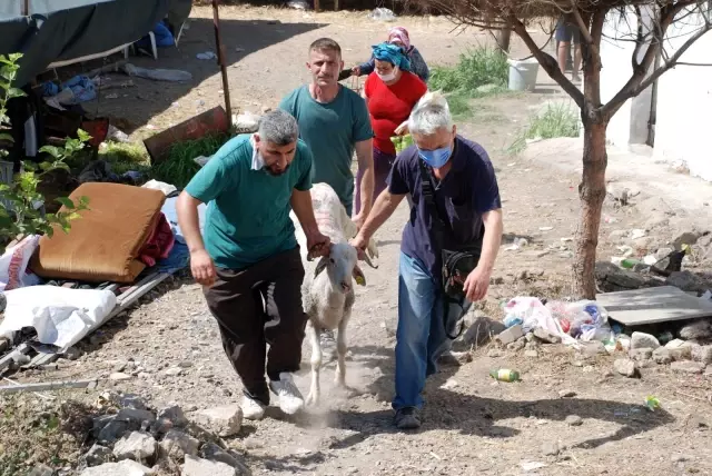 Başkent'te Kurban Bayramı yoğunluğu