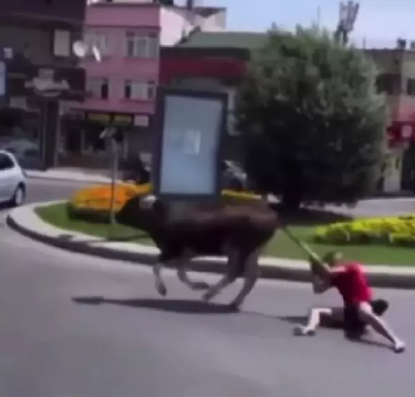 KAÇAN DANAYI KUYRUĞUNDAN TUTARAK DURDURMAYA ÇALIŞINCA... 2