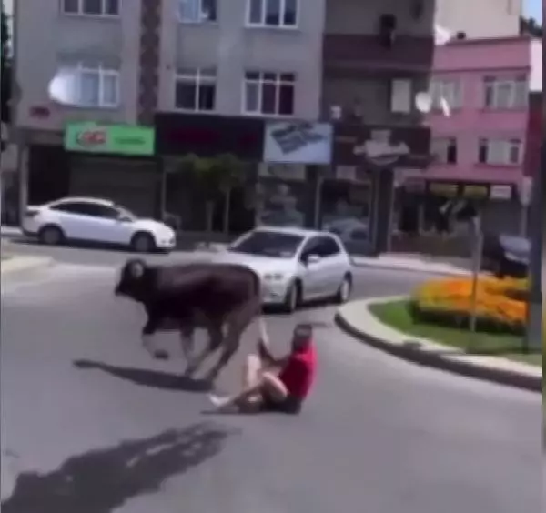 KAÇAN DANAYI KUYRUĞUNDAN TUTARAK DURDURMAYA ÇALIŞINCA... 2