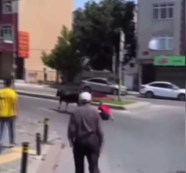 KAÇAN DANAYI KUYRUĞUNDAN TUTARAK DURDURMAYA ÇALIŞINCA... 2