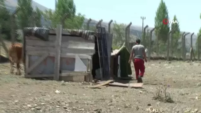 Kaçan kurbanlıklar ortalığı birbirine kattı Kaçan kurbanlıklar ortalığı birbirine kattı