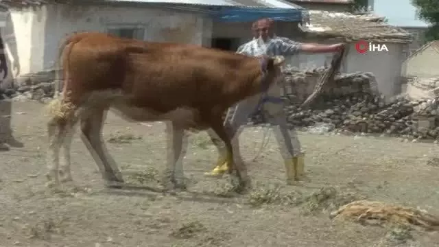 Kaçan kurbanlıklar ortalığı birbirine kattı