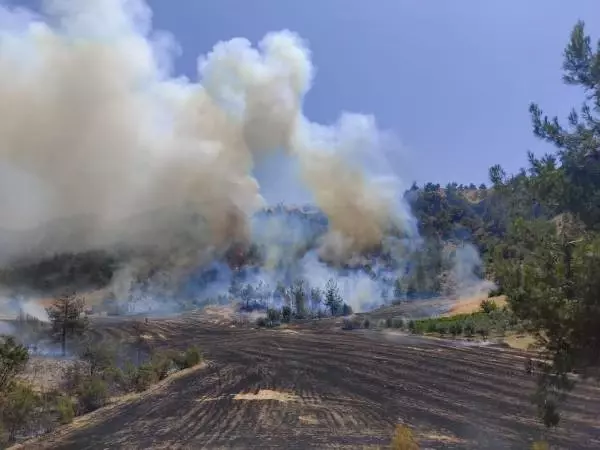 Son dakika haber! KAHRAMANMARAŞ'TA ORMAN YANGINI
