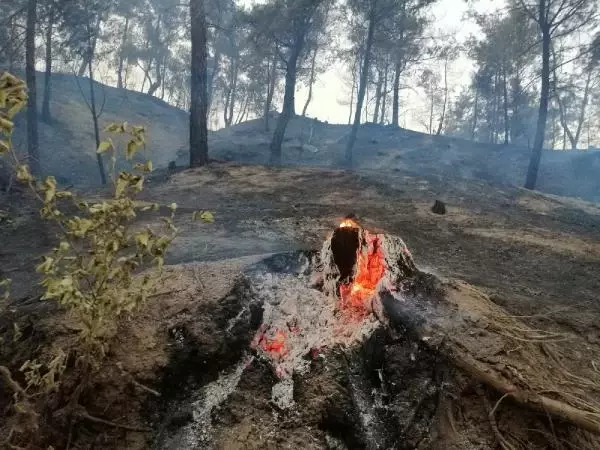 Son dakika haberleri! Kahramanmaraş'ta orman yangını (3)