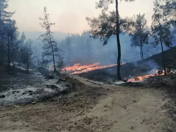 Son dakika haberleri! Kahramanmaraş'ta orman yangını (3)