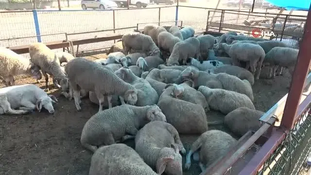 Karabük'te mezbahanede yoğunluk yaşanıyor Karabük'te mezbahanede yoğunluk yaşanıyor
