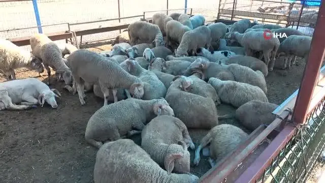 Karabük'te mezbahanede yoğunluk yaşanıyor