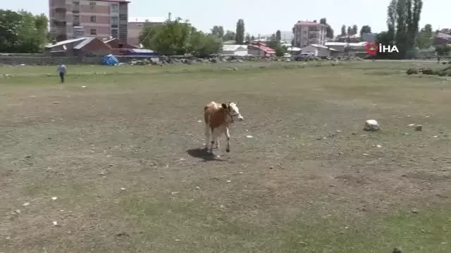 Kars'ta kurban kaçtı sahipleri kovaladı
