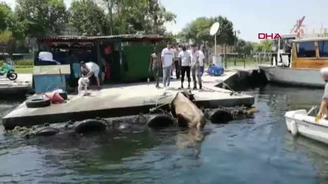 KASIMPAŞA'DA KURBANLIK DANA DENİZE DÜŞTÜ KASIMPAŞA'DA KURBANLIK DANA DENİZE DÜŞTÜ
