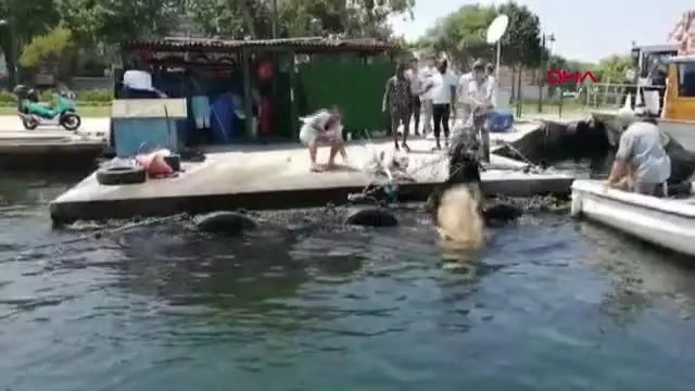 KASIMPAŞA'DA KURBANLIK DANA DENİZE DÜŞTÜ