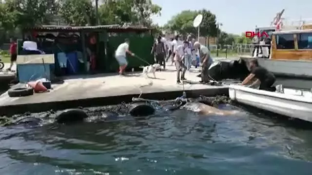 KASIMPAŞA'DA KURBANLIK DANA DENİZE DÜŞTÜ