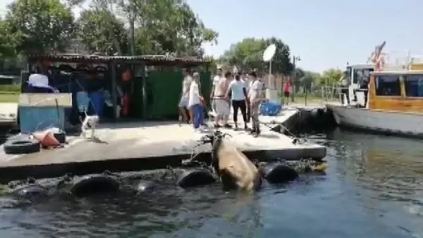KASIMPAŞA'DA KURBANLIK DANA DENİZE DÜŞTÜ