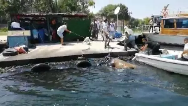 KASIMPAŞA'DA KURBANLIK DANA DENİZE DÜŞTÜ