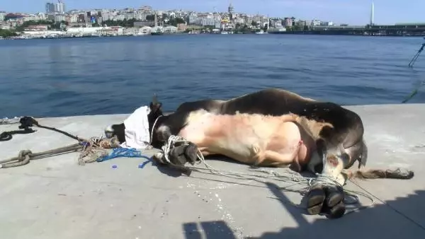 KASIMPAŞA'DA KURBANLIK DANA DENİZE DÜŞTÜ