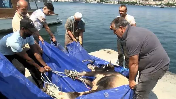 KASIMPAŞA'DA KURBANLIK DANA DENİZE DÜŞTÜ