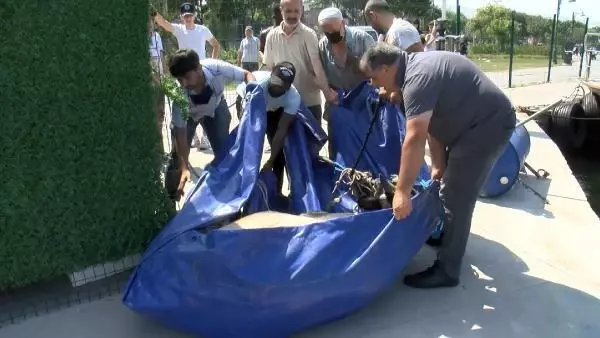KASIMPAŞA'DA KURBANLIK DANA DENİZE DÜŞTÜ