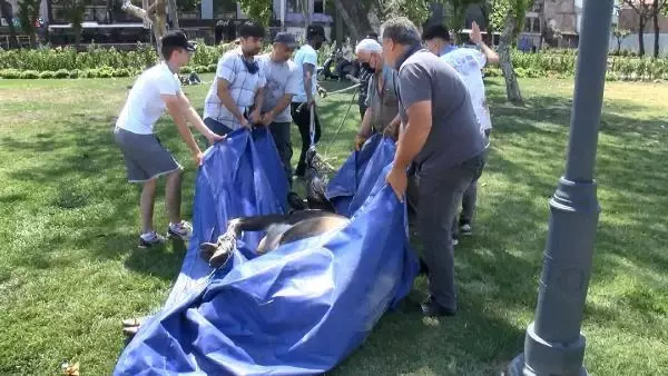 KASIMPAŞA'DA KURBANLIK DANA DENİZE DÜŞTÜ