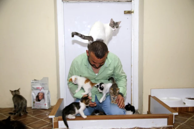 KASTAMONU - 'Kedi dostu' esnaf, deposunda can dostları için yuva kurdu