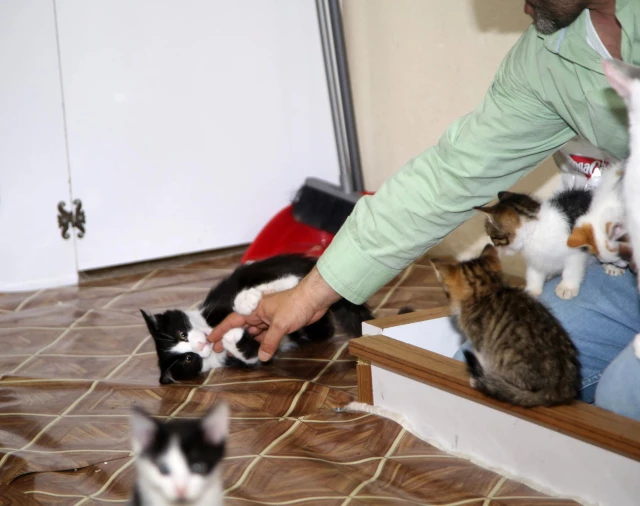 KASTAMONU - 'Kedi dostu' esnaf, deposunda can dostları için yuva kurdu